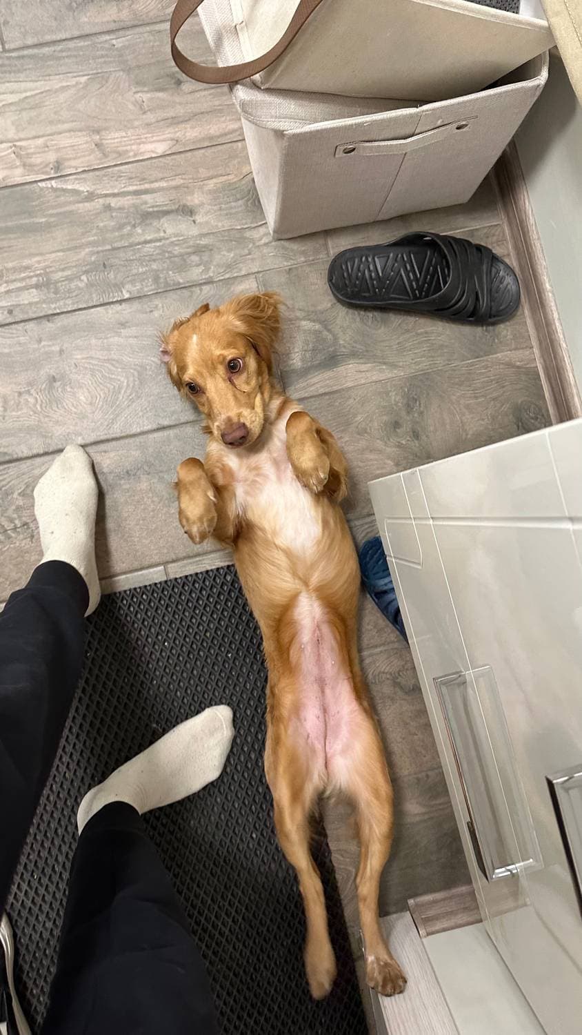 🐕