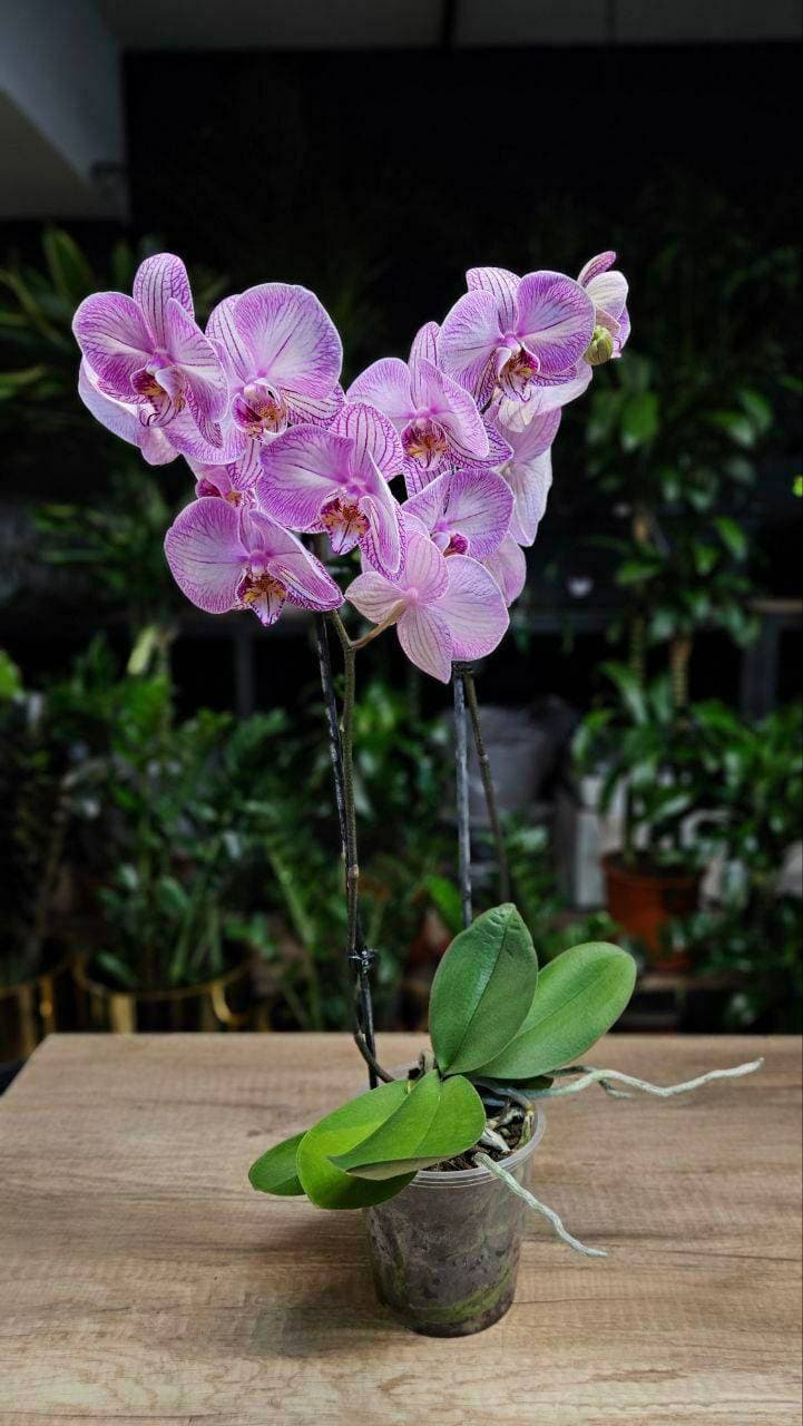 💐