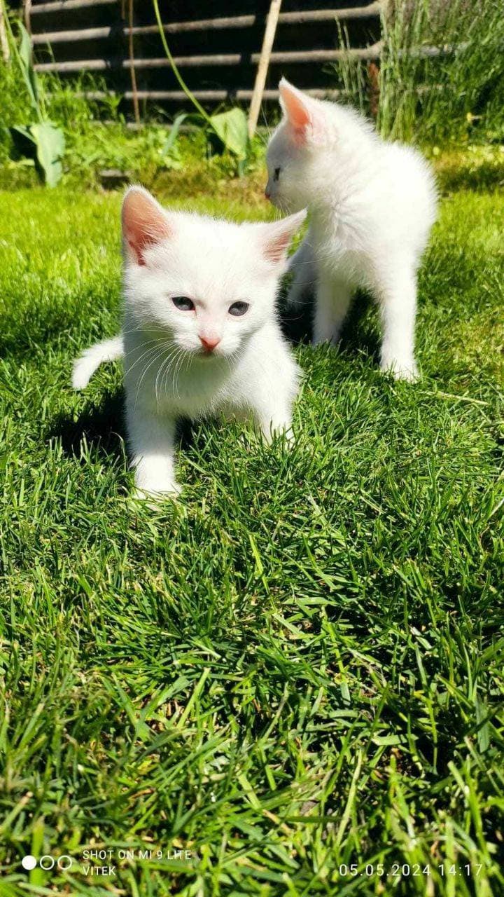 милые котята 😍