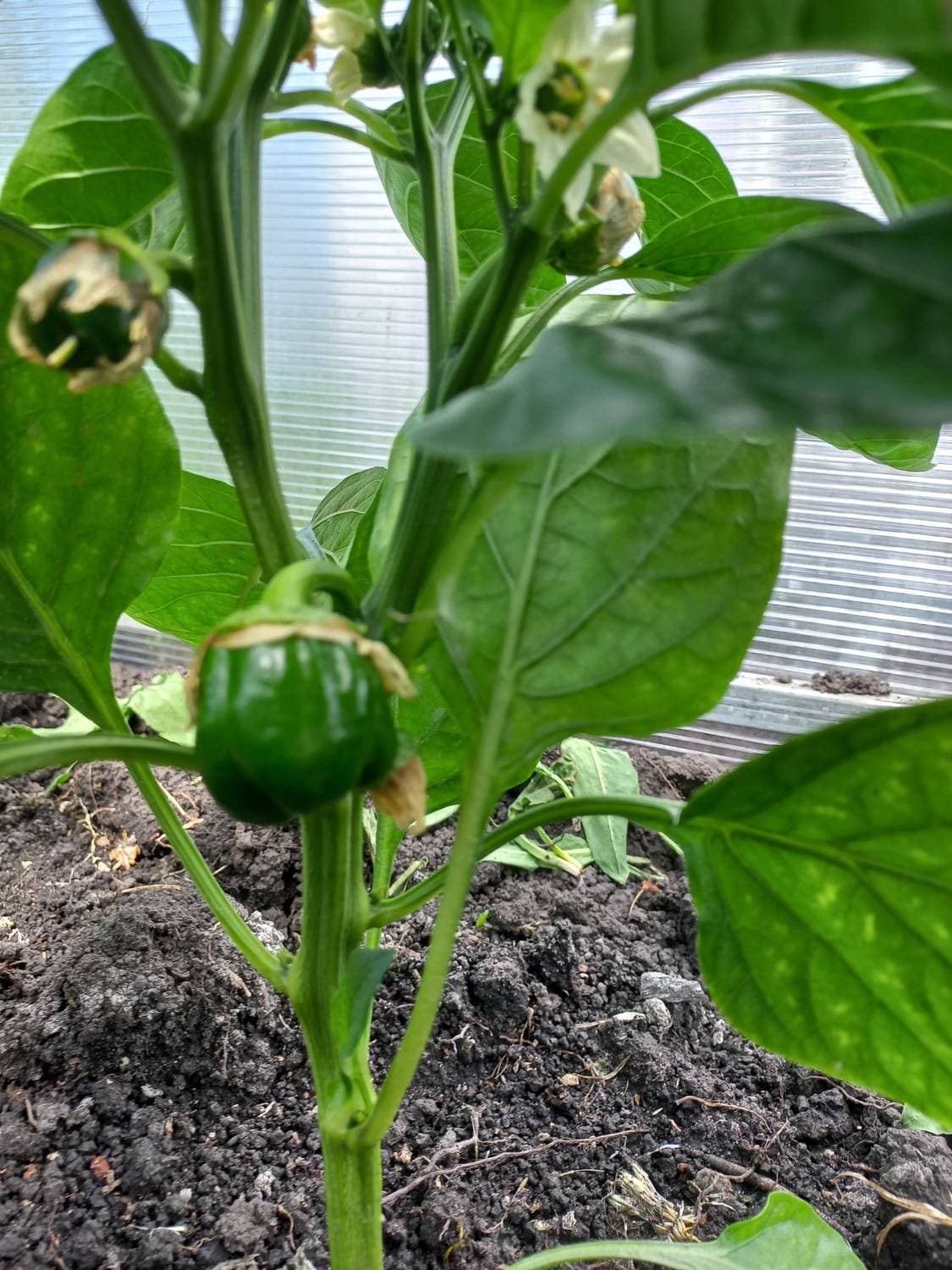 🌶