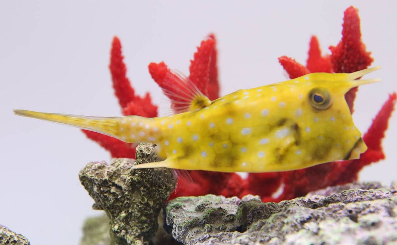 Выставка Морских Рыб