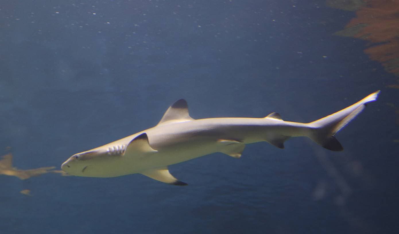 Выставка Морских Рыб