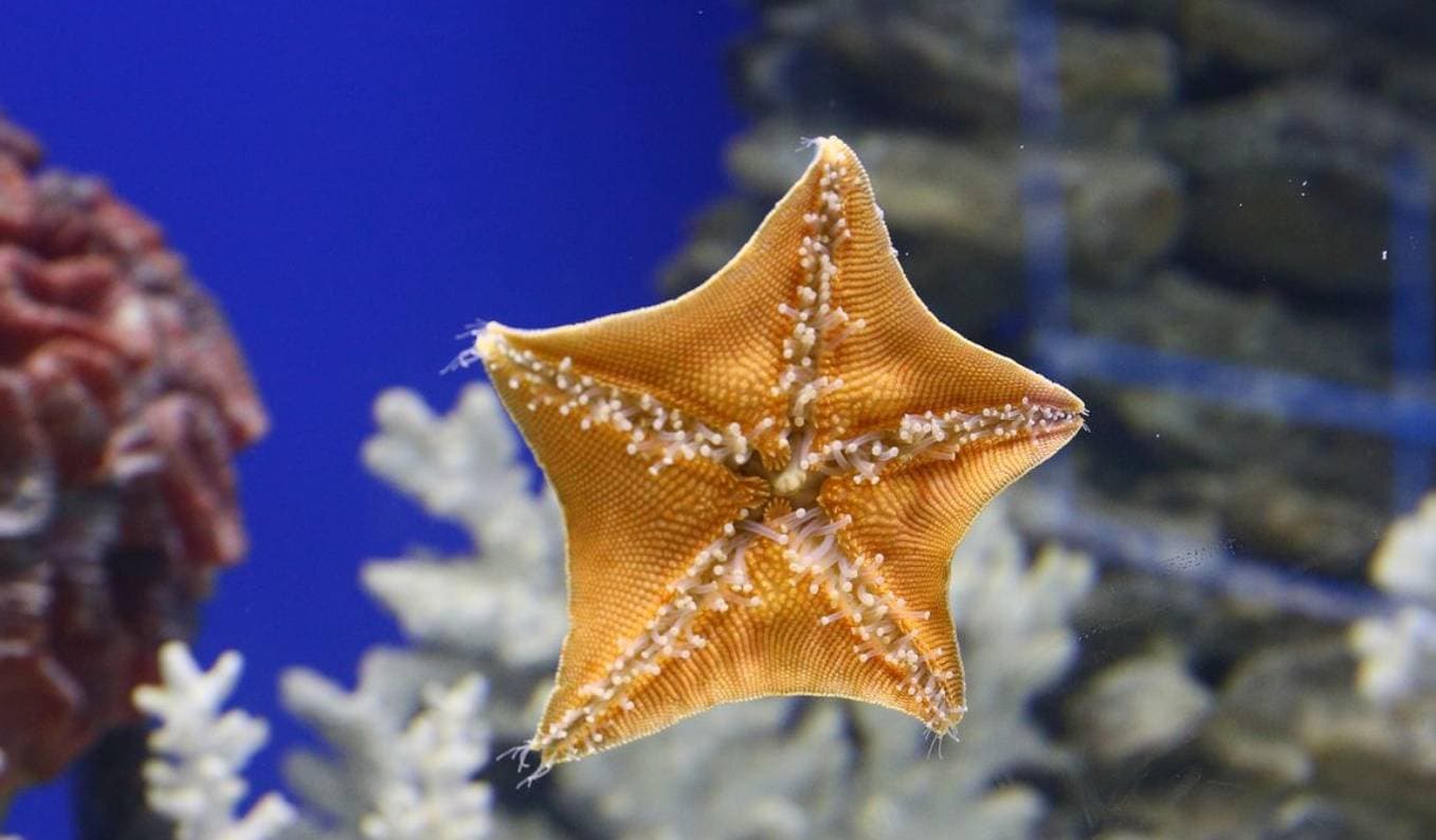 Выставка Морских Рыб