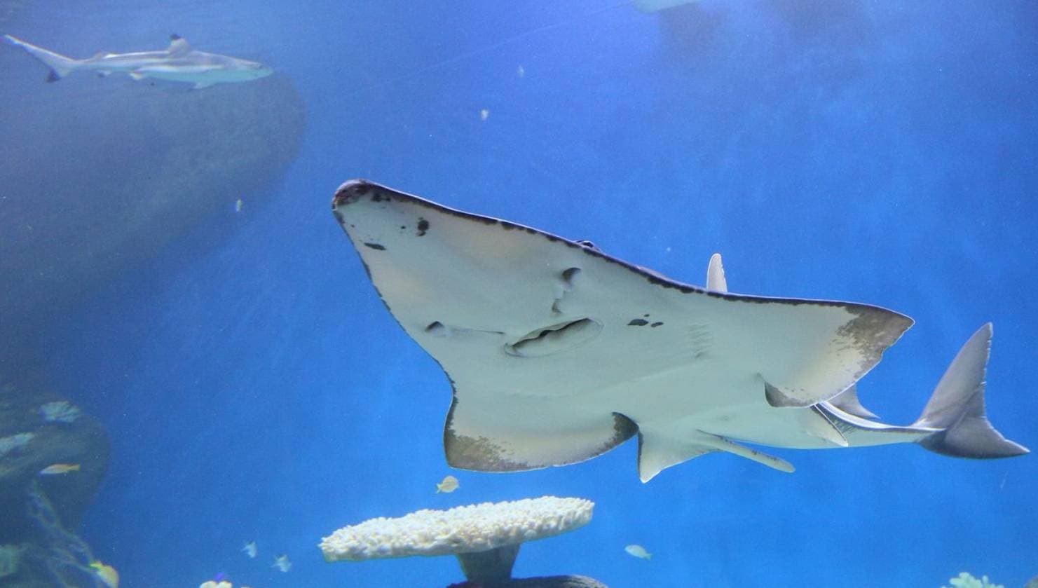 Выставка Морских Рыб