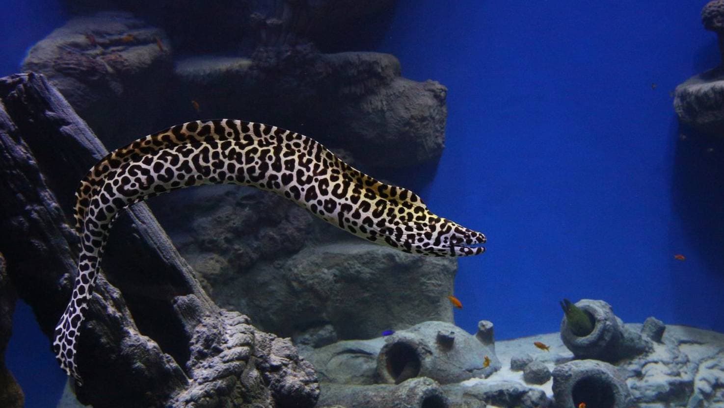 Выставка Морских Рыб