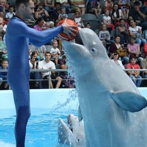 Цирковое Представление С Морскими Животными