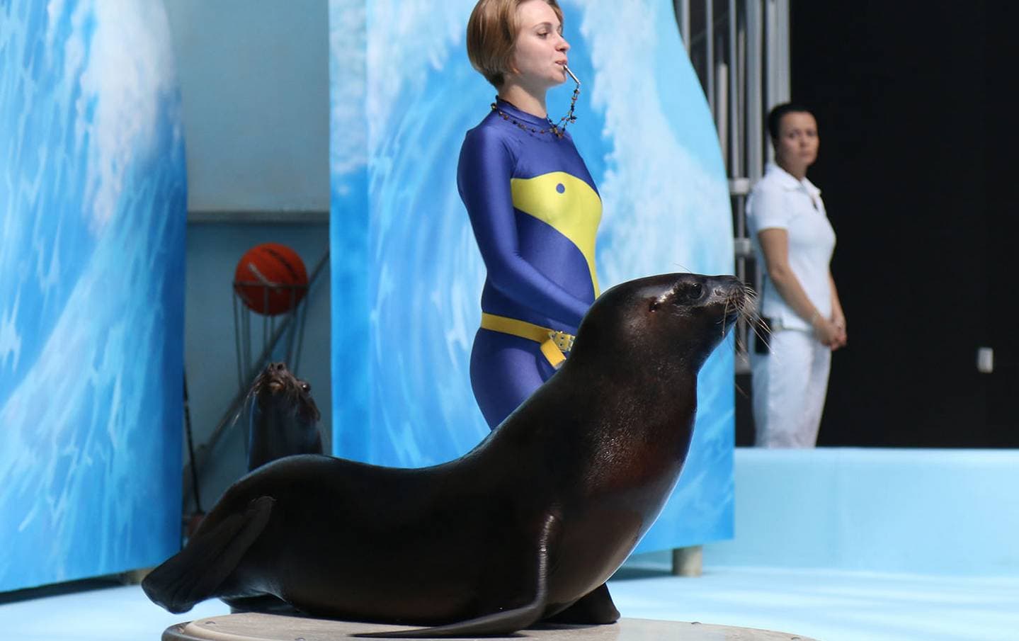 Цирковое Представление С Морскими Животными