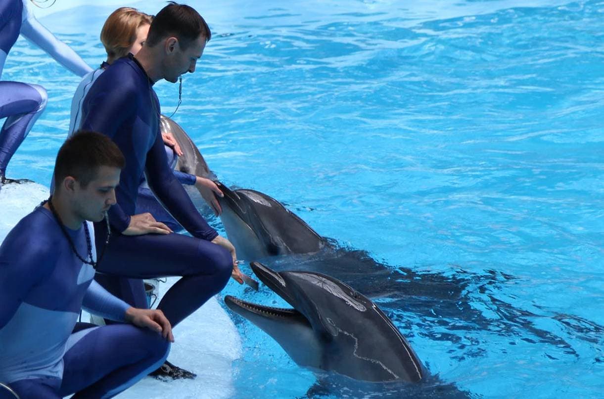 Цирковое Представление С Морскими Животными