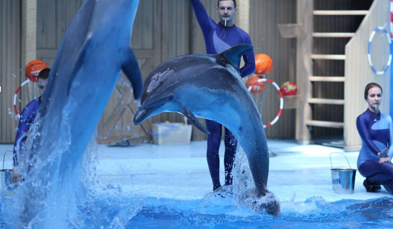 Цирковое Представление С Морскими Животными