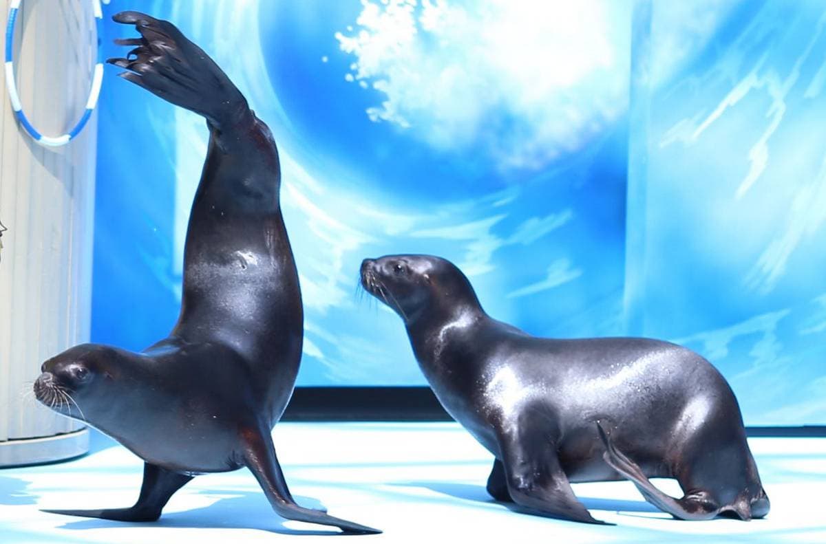 Цирковое Представление С Морскими Животными