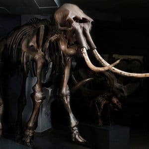 Экспозиция «Природа Новосибирской Области»