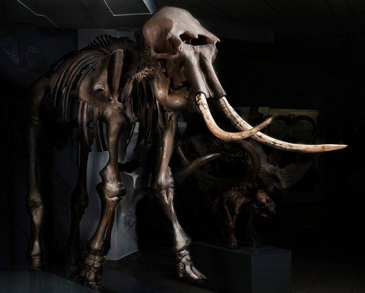 Экспозиция «Природа Новосибирской Области»