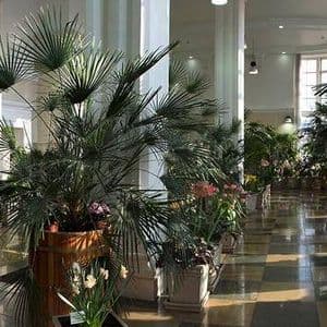 Постоянная Экспозиция Царицынских Оранжерей «Зимний Сад Императрицы»