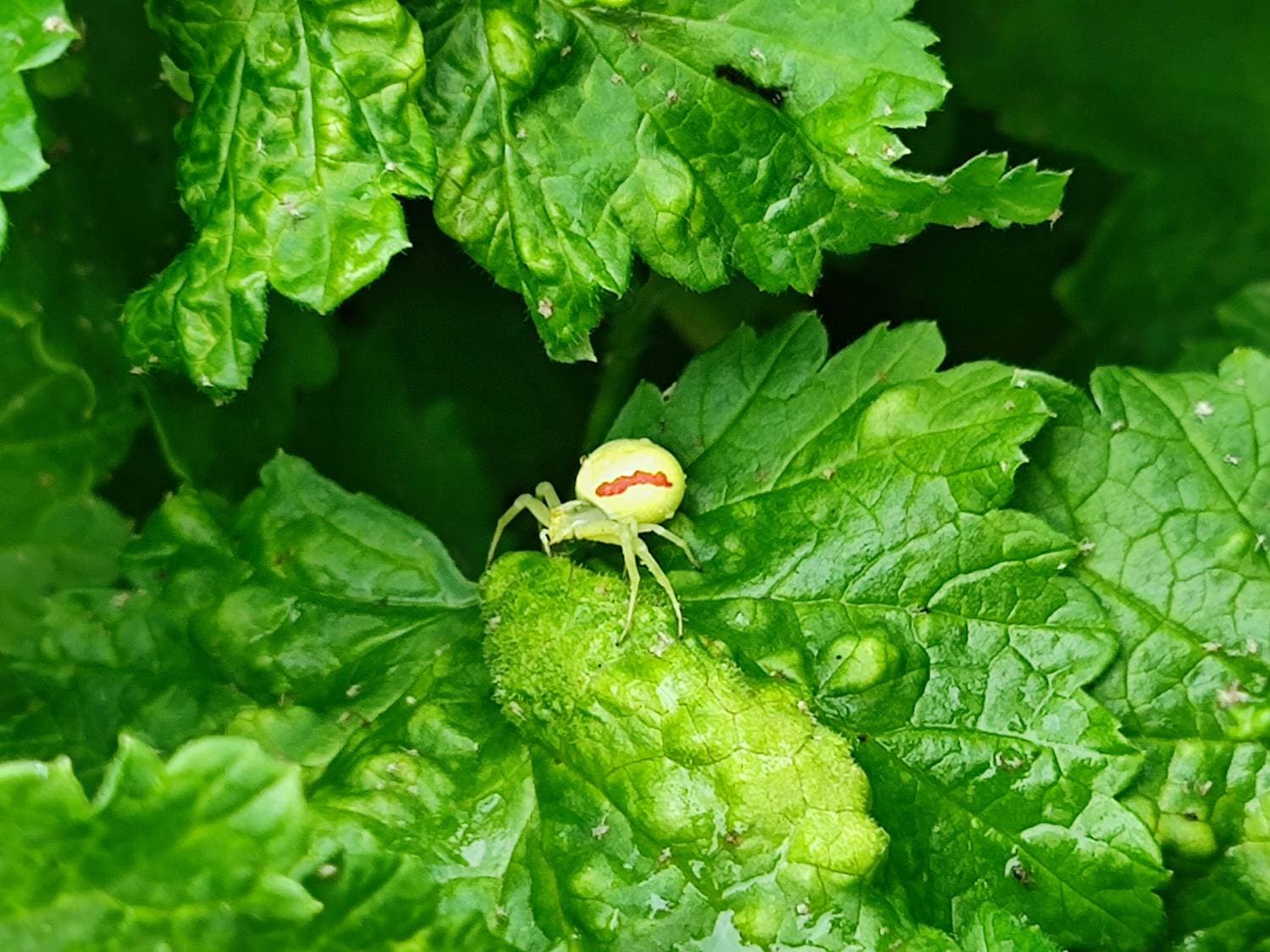 🕷️