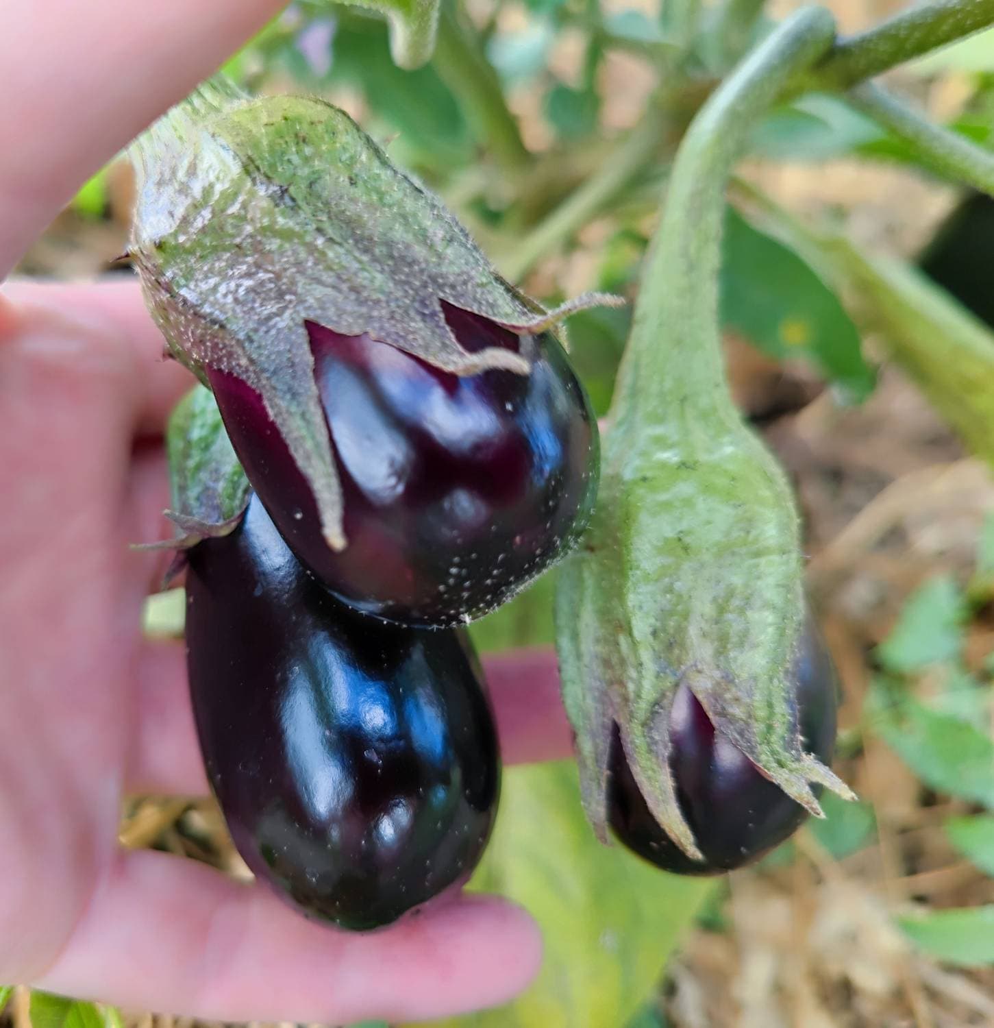🍆