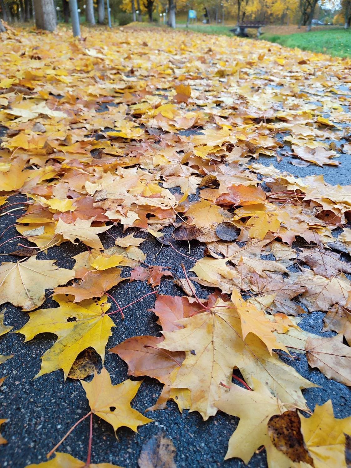 снова осень 🍁