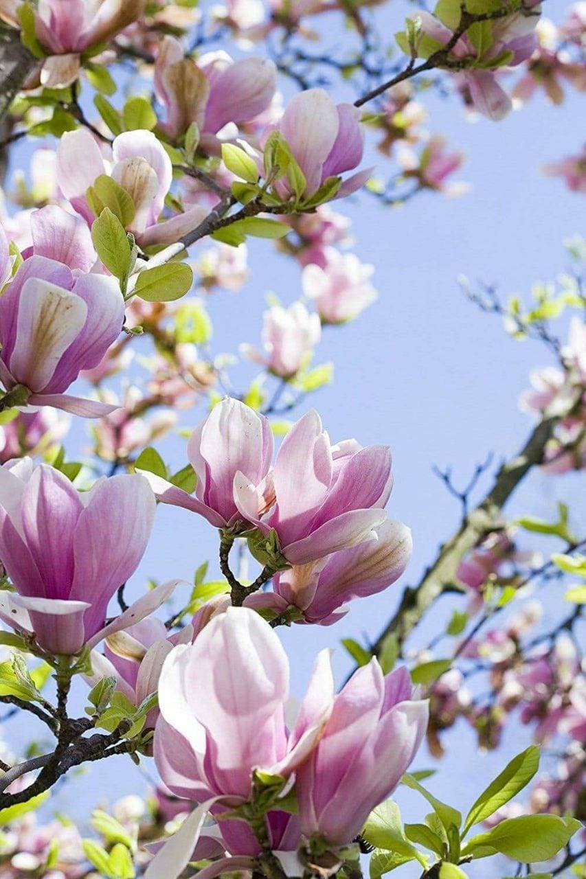 весна 💐