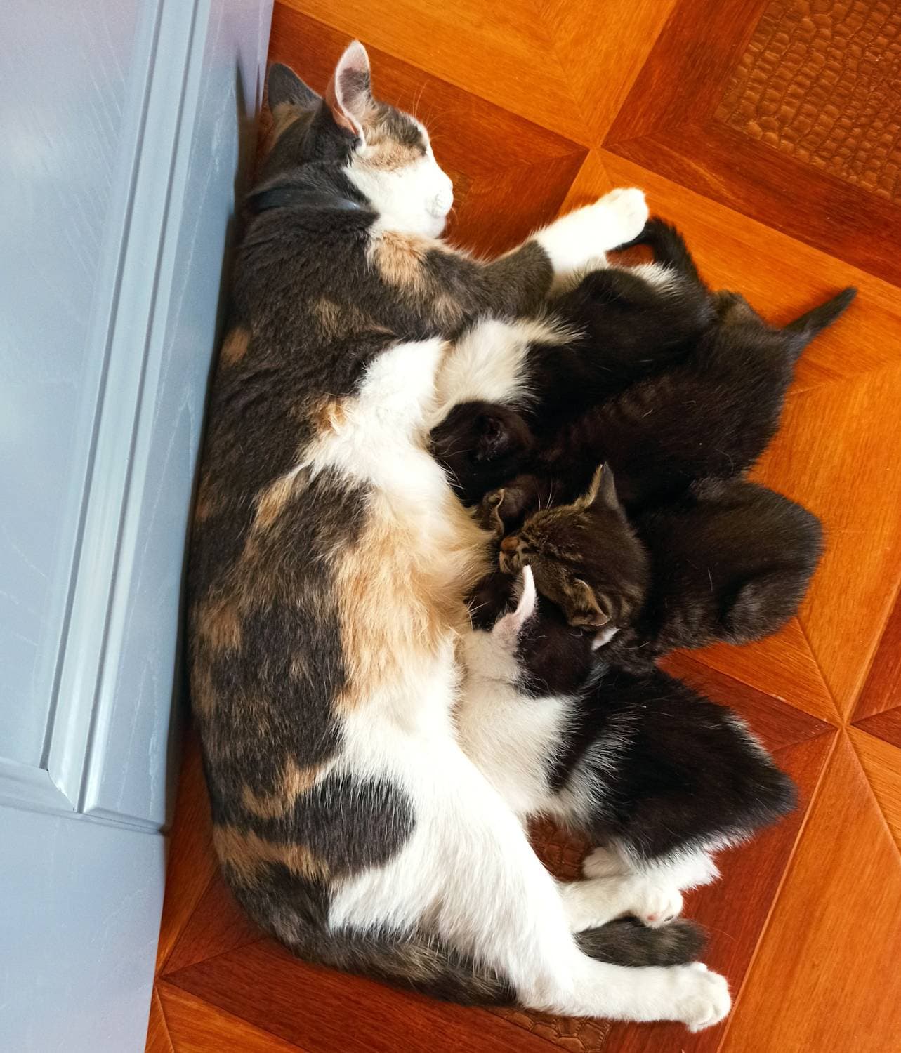 😺😺😺😺