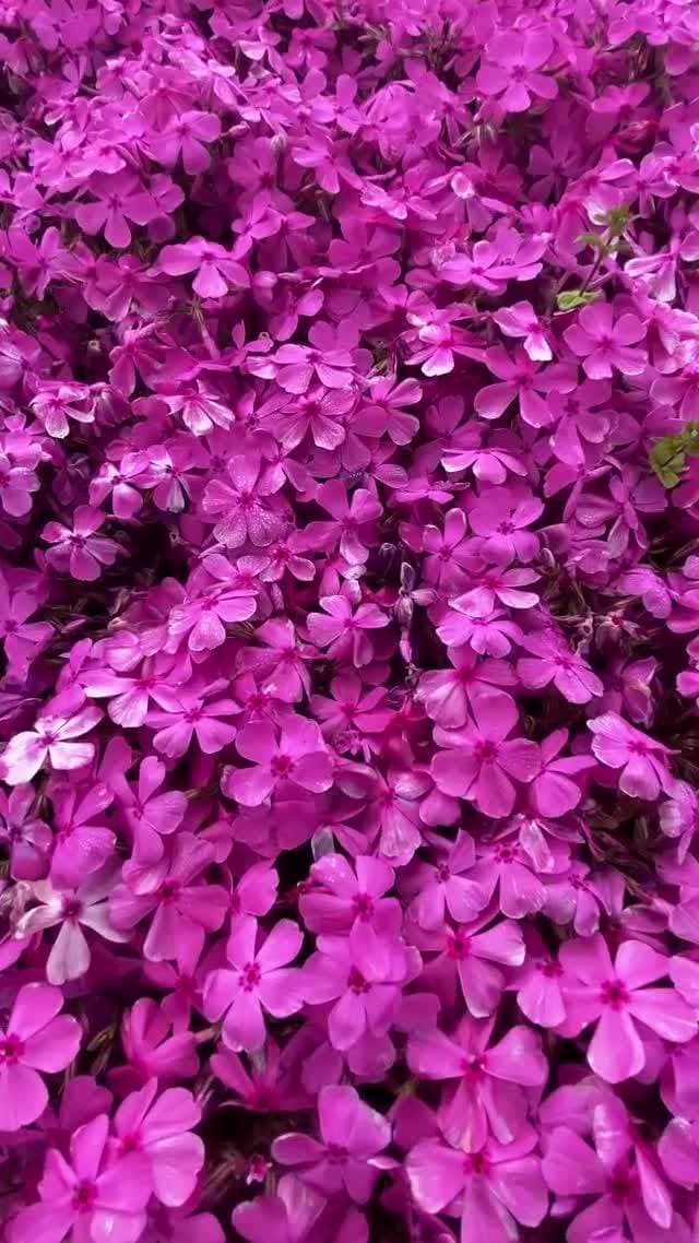 💐