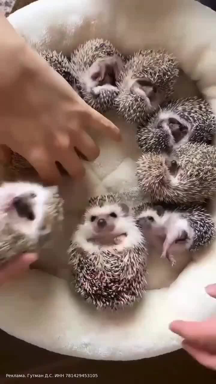 милые малыши ❤️