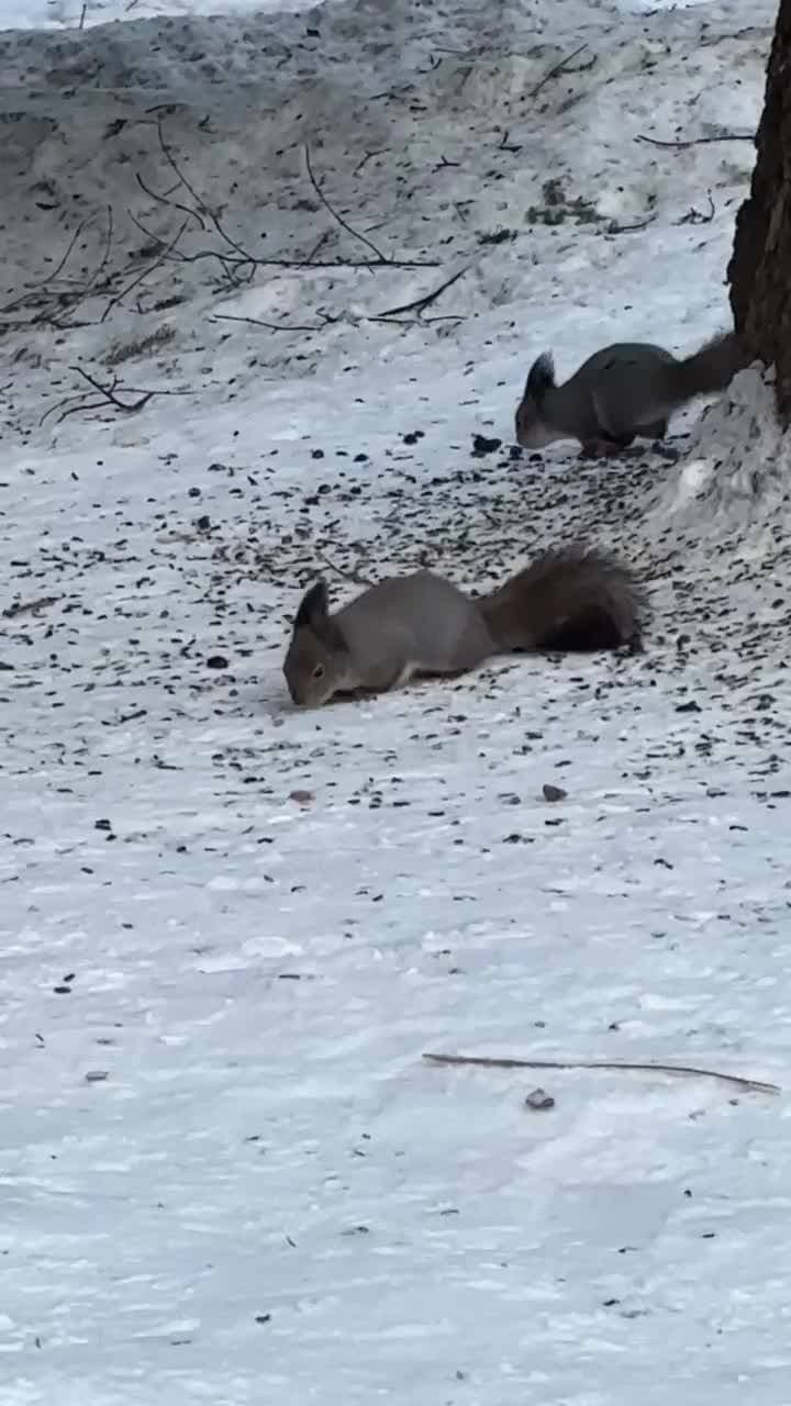 Ну а мы дома и куда без воскресных белок