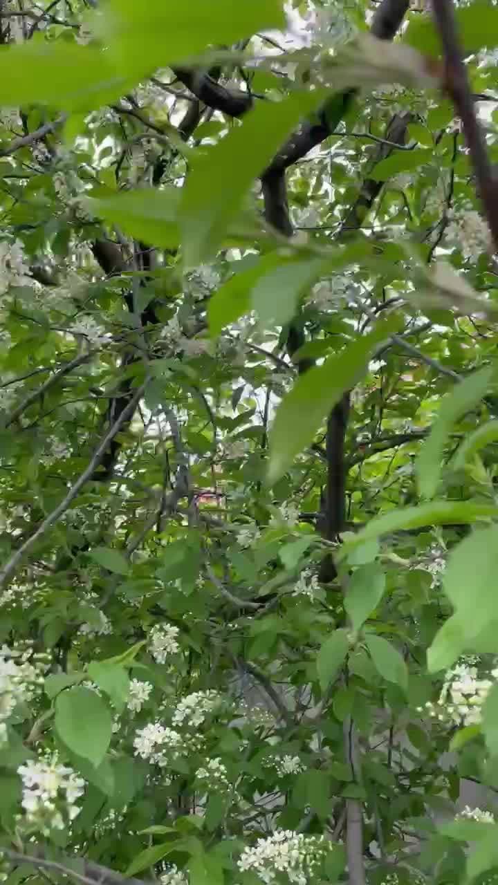 😍😍😍
Как жалко, что видео не может передавать этот аромат