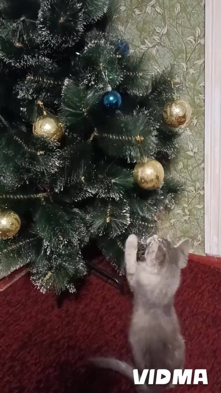 Мой маленький Тишка помощник 😊