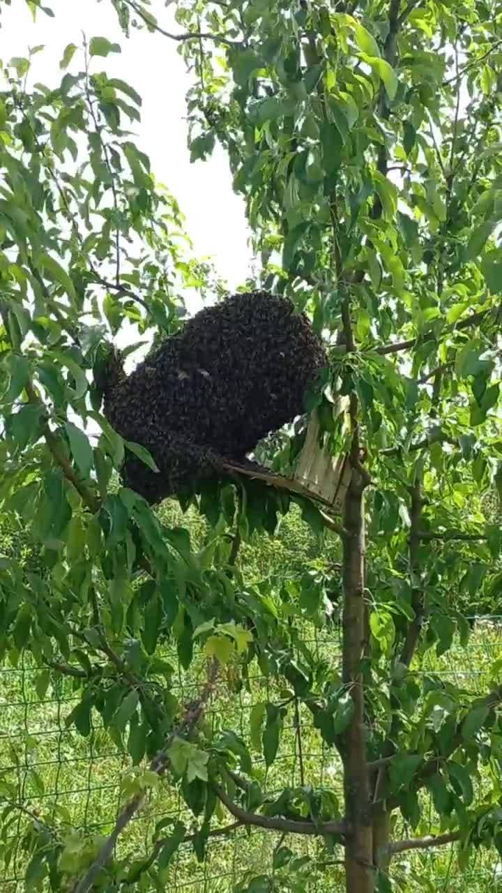 🐝 🐝 🐝 🐝 🐝 🐝