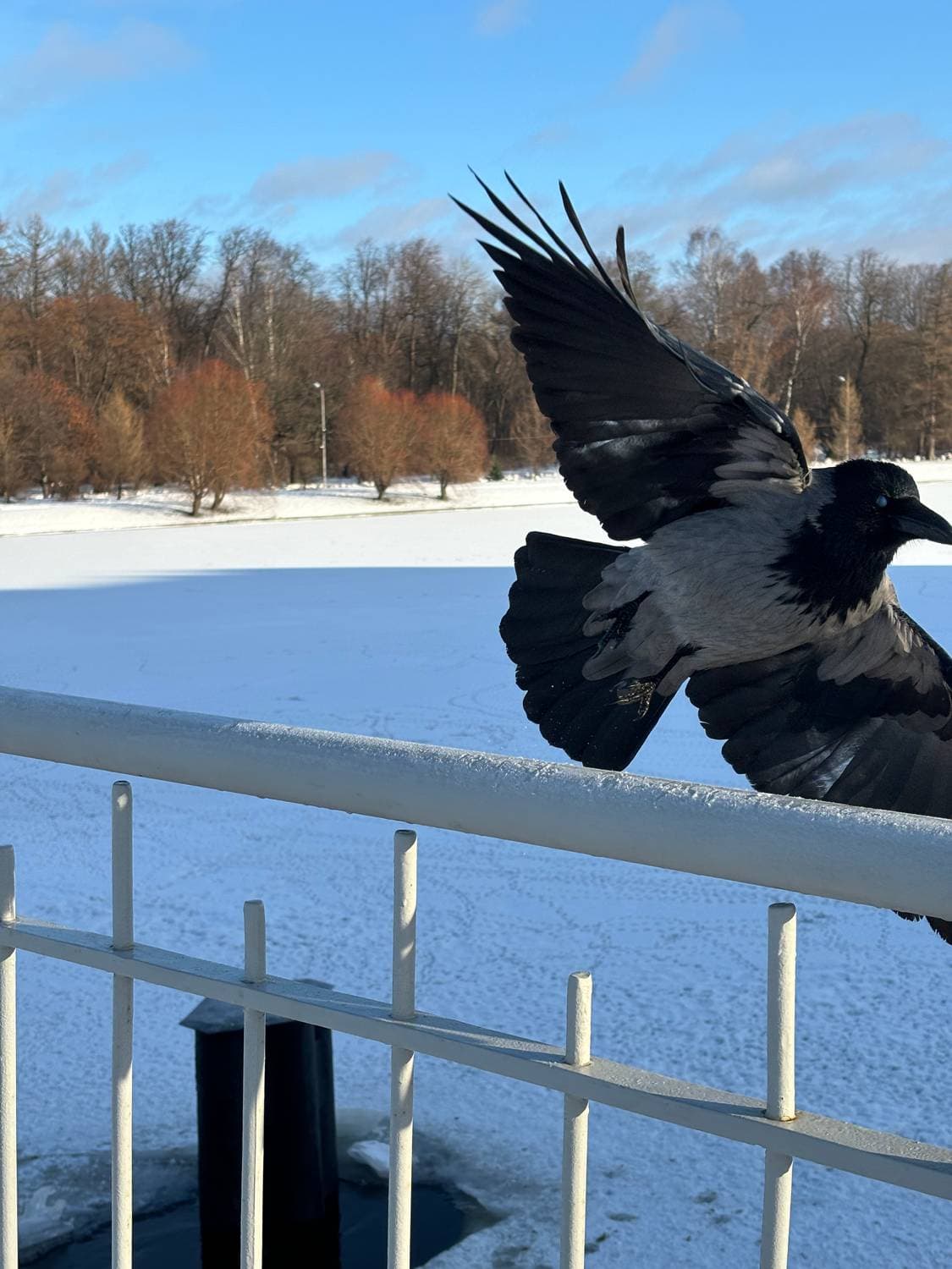 Утром в паркез