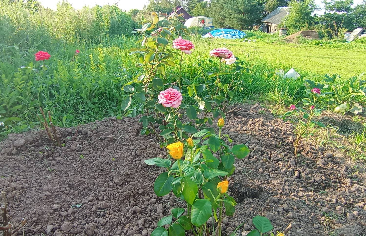 мой мини розовый сад 💕