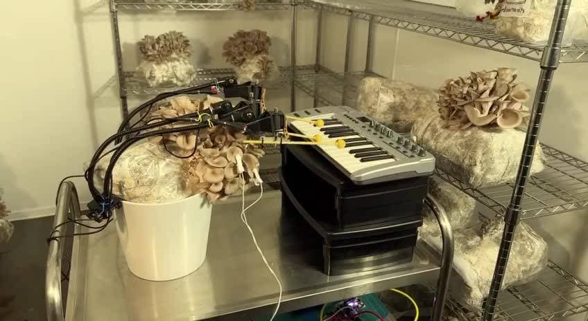 🍄🟫🍄🍄🟫Грибы создают музыку благодаря биотехнологиям❗️
Проект BionicandtheWires привлёк внимание👀 необычной концепцией: заставить грибы создавать музыку❗️😱
Звучит бредово?
👨🔬👨🔧👩🔬👩🔧Создатели проекта разработали специальные датчики, способные отслеживать электрические импульсы⚡️, возникающие внутри грибов. Эти сигналы затем преобразуются в движения бионических протезов, которые управляют музыкальными инструментами 🎹🎸🪗🎺– будь то нажатие клавиш пианино или удары по барабанам.
Каждый гриб подключён к датчикам, которые фиксируют мельчайшие изменения электрических сигналов, проходящих через мицелий гриба. (Мицелий – это сеть тонких нитей, образующих основу гриба).
🕹Когда датчик получает сигнал от гриба, он активирует соответствующий протез, заставляя его нажать нужную клавишу или ударить по барабану.
Этот проект открывает новые горизонты в области взаимодействия природы и технологий. Таким образом, каждый гриб становится своеобразным музыкантом со своим неповторимым стилем игры.
Создателей проекта уже пригласили организовать целую группу из грибов и записать первый в мире музыкальный альбом, созданный исключительно силами этих удивительных организмов.
Возможно нас ждут удивительные музыкальные произведения?
#перегруз #творчество #музыка