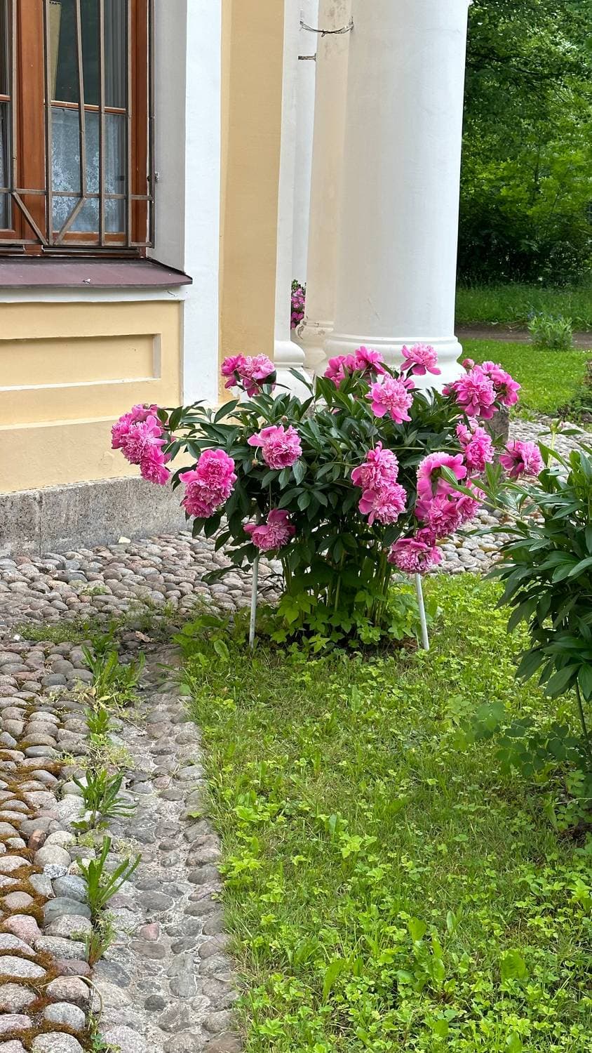 Пионы мои любимые😍