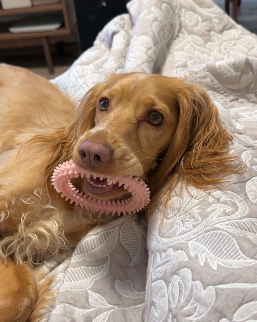 🐕