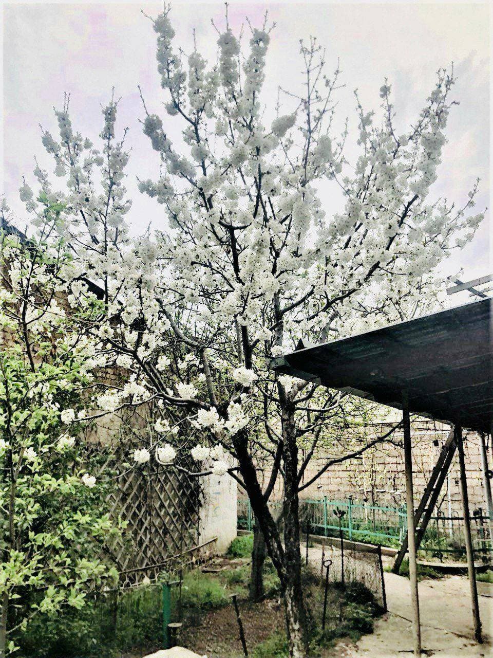 зацвела черешня 💐