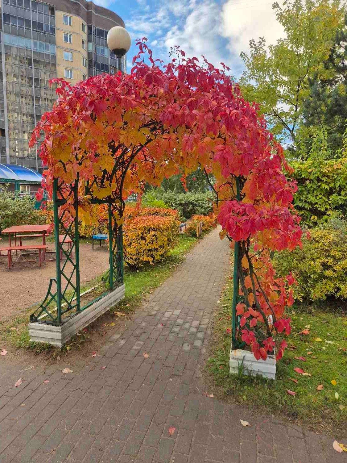 🍁