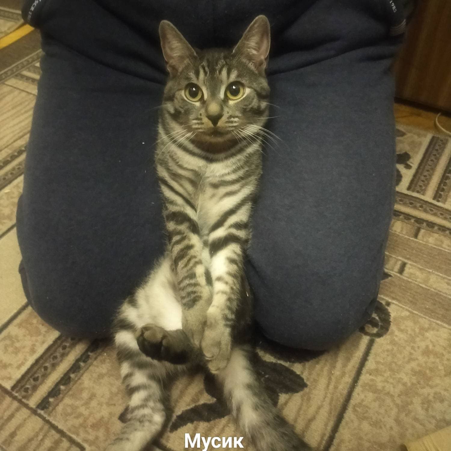 Котенок Мусик, Красавец Мужчина 😉
#котенок #мусик #домашниепитомцы #swapmap