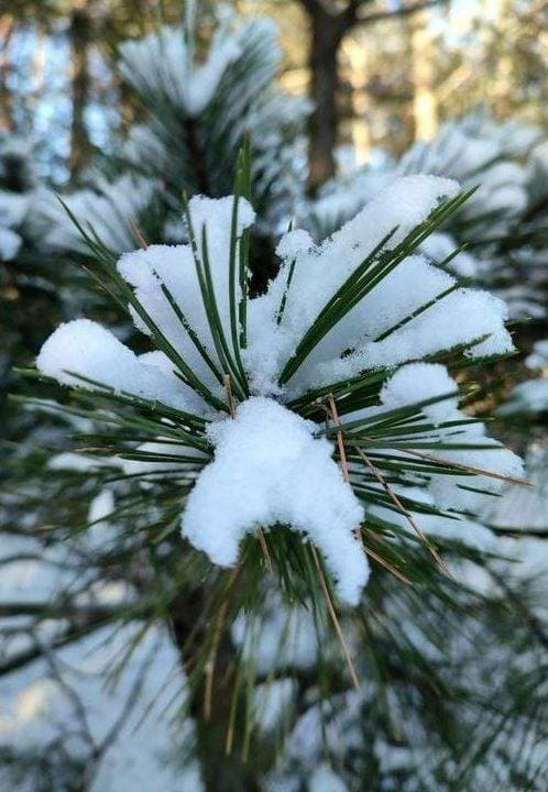 ❄️❄️❄️