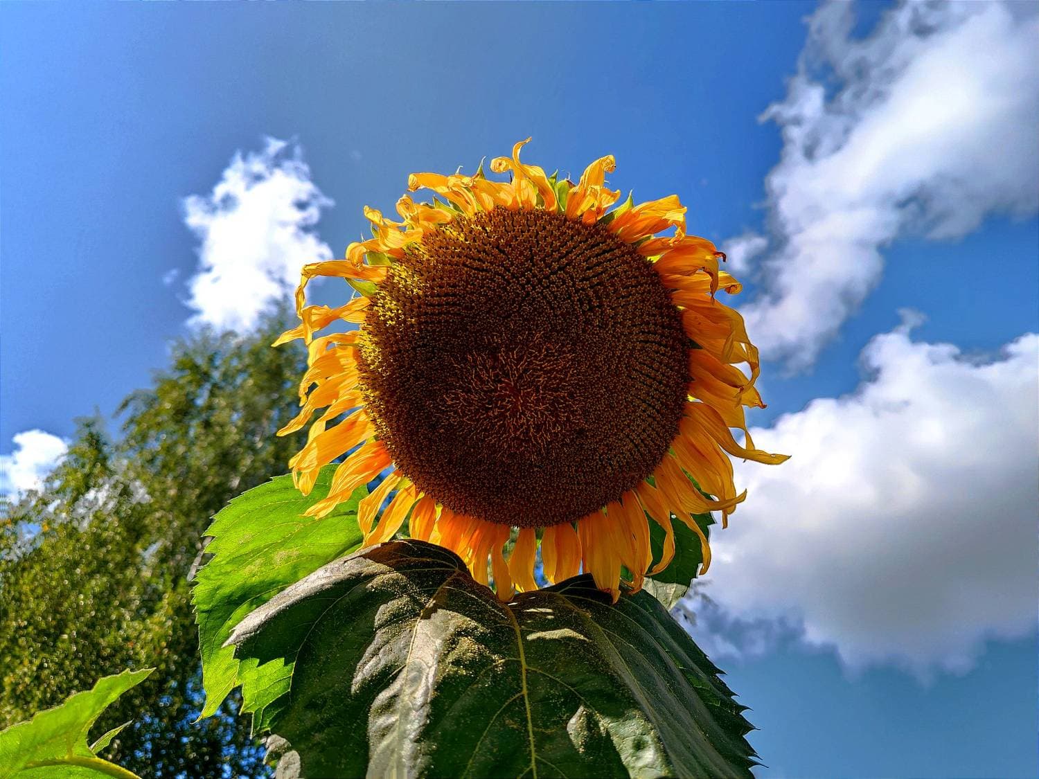 😊☀️🌻