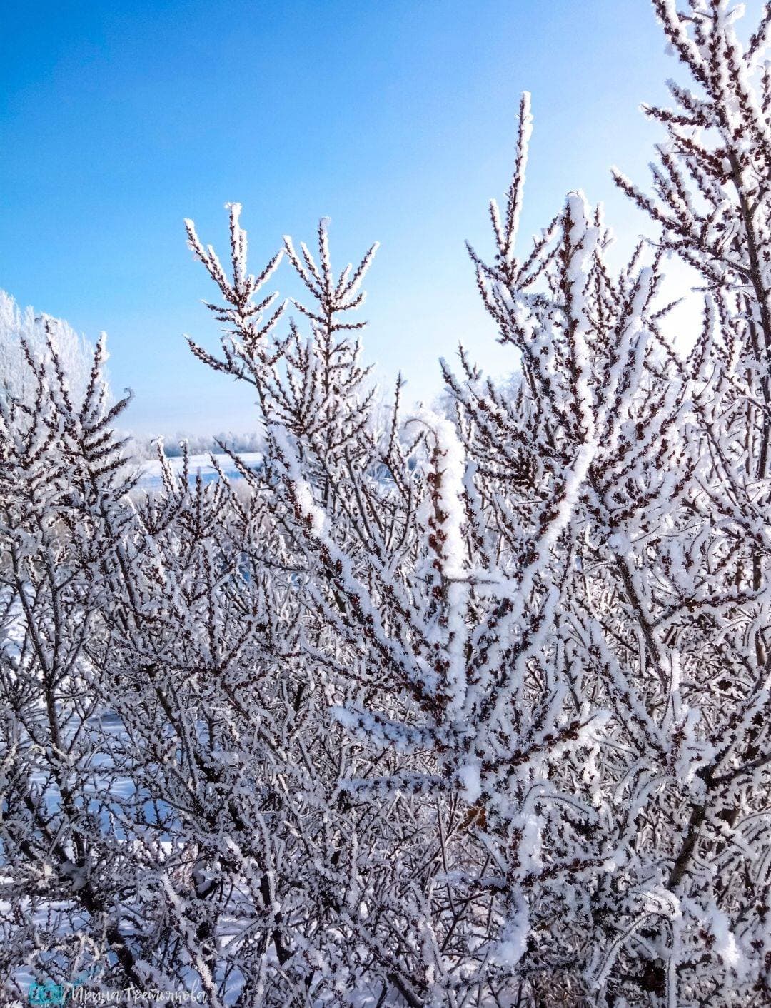 зима