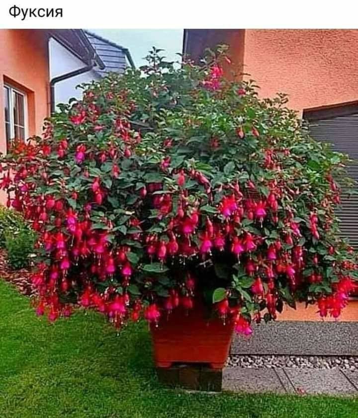 красота 💐