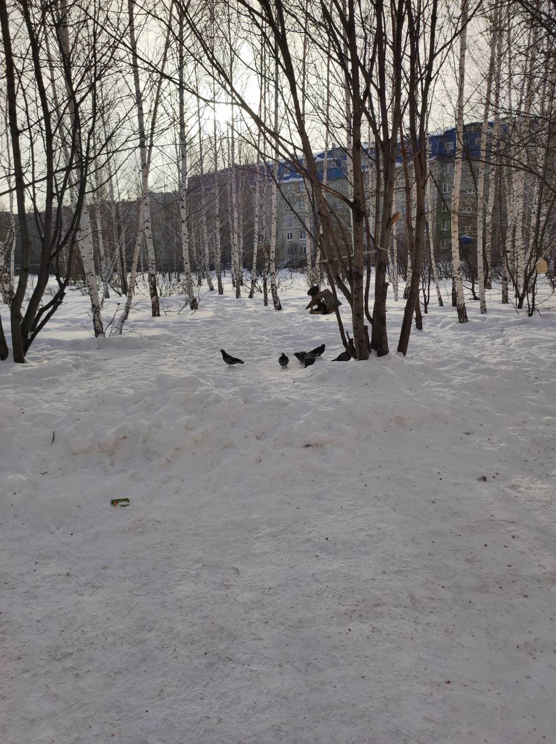кормление голубей