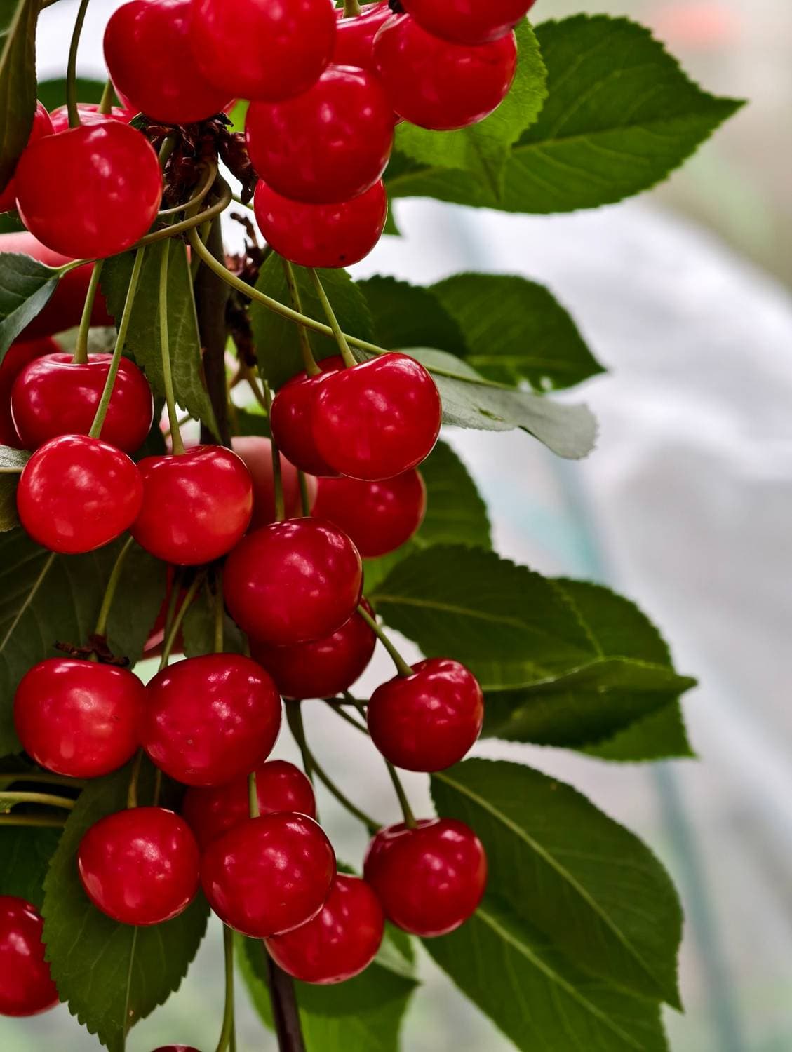 🍒
