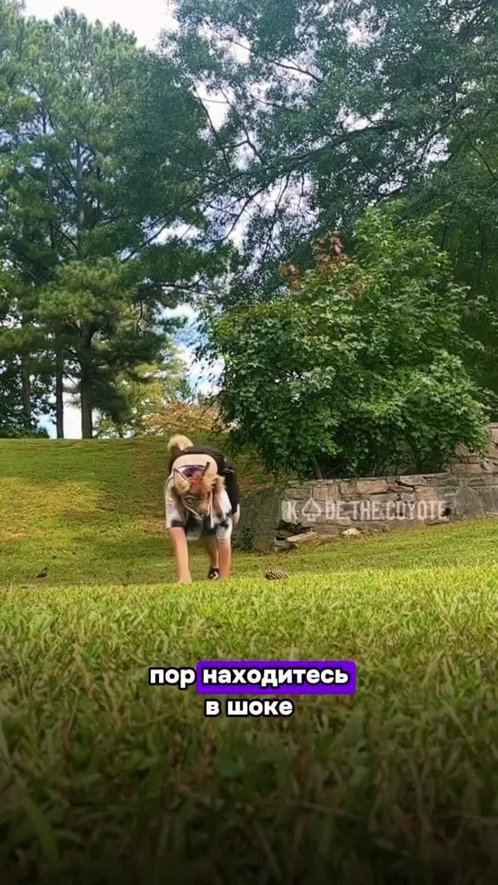 Это называется квадробика