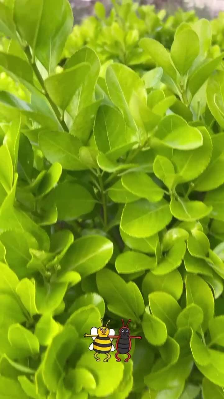 ☘️☘️☘️