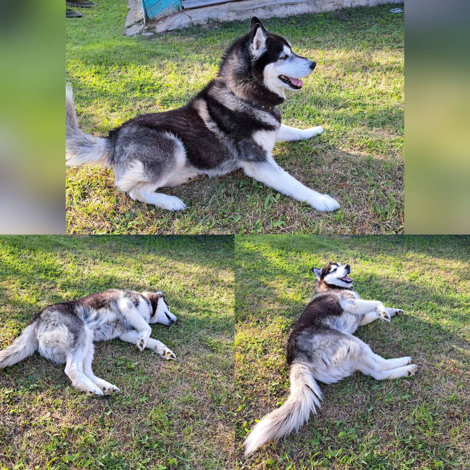Хасячьи кайфушки🥰