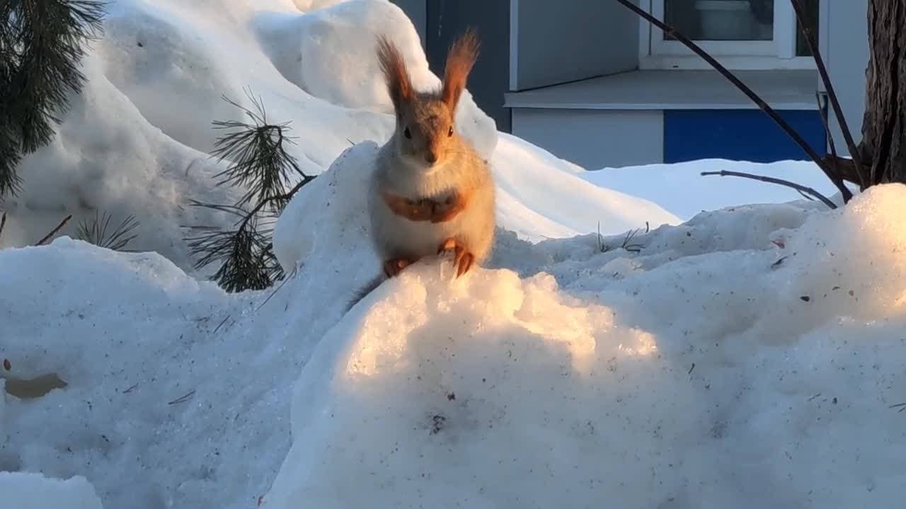 #весна ☀️ #март #белка 🥥🐿️