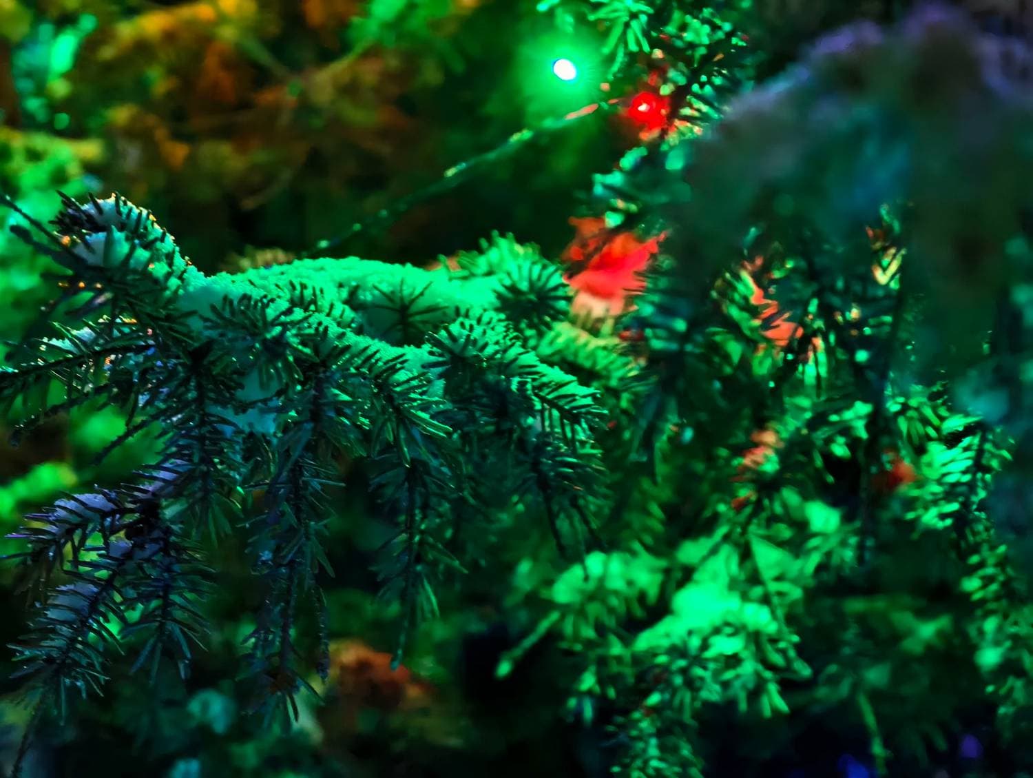 🎄❄️
