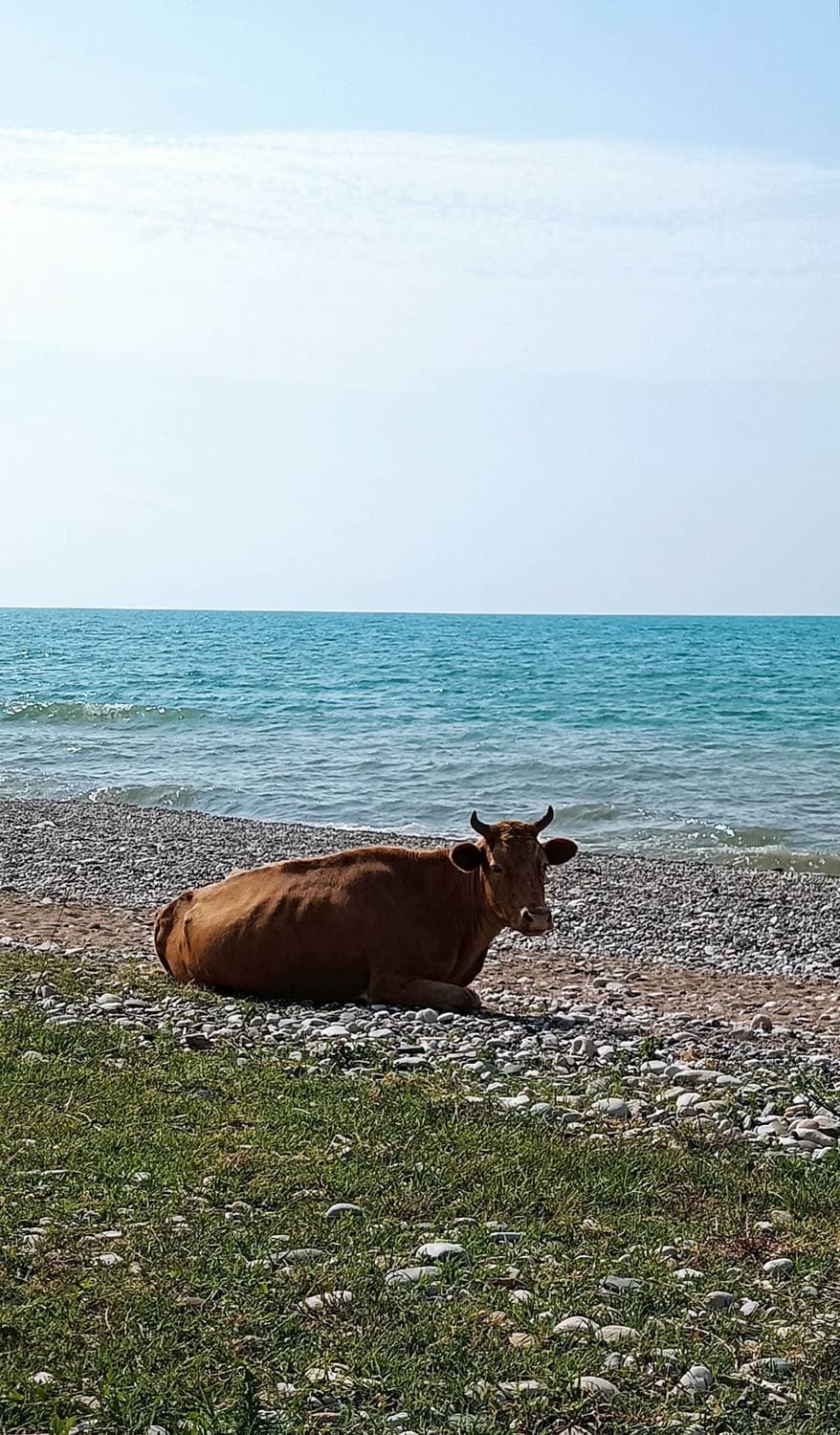 Даже коровы отдыхают на море!!!