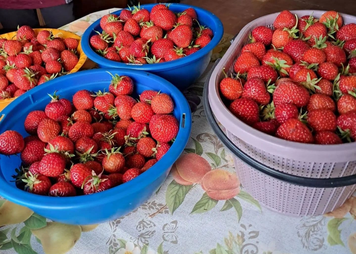 Своя клубника🥰первый сбор у бабушки🤗