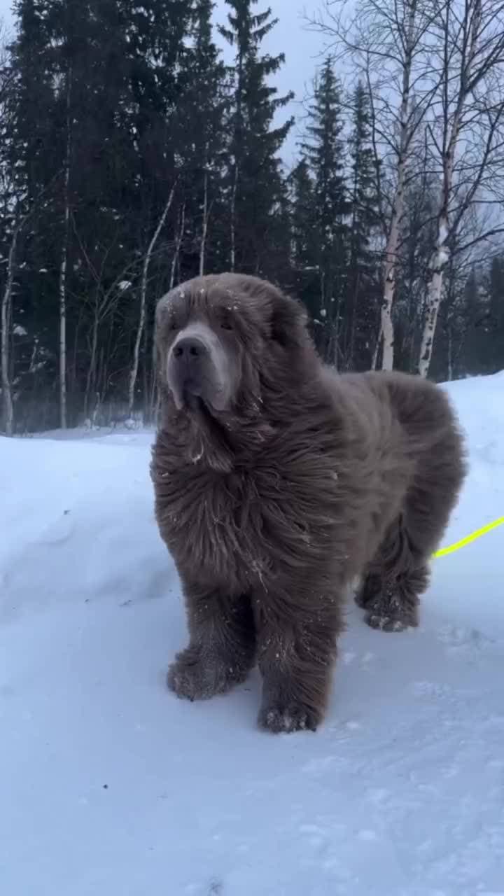 ❄️❄️❄️